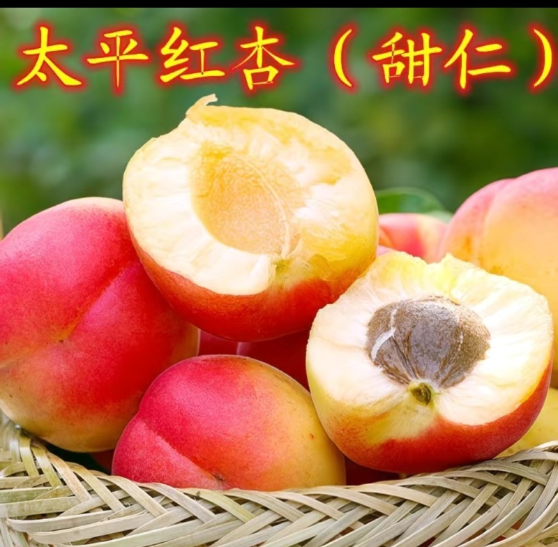 吊干杏，红梅杏，太平红杏苗预售中