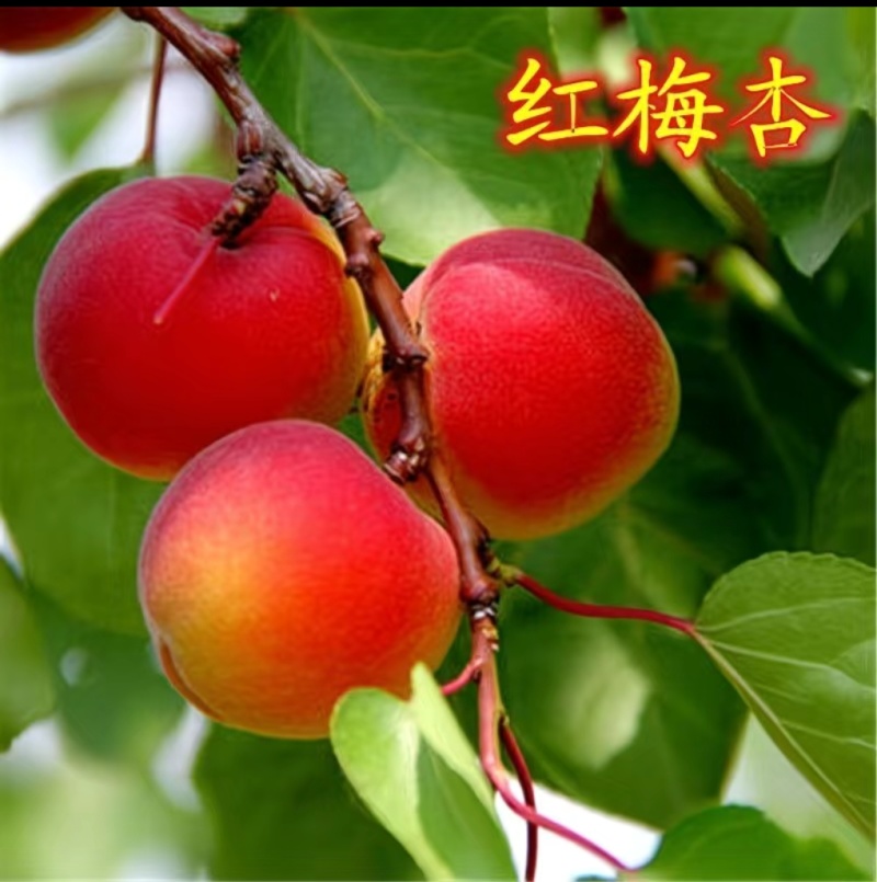 吊干杏，红梅杏，太平红杏苗预售中