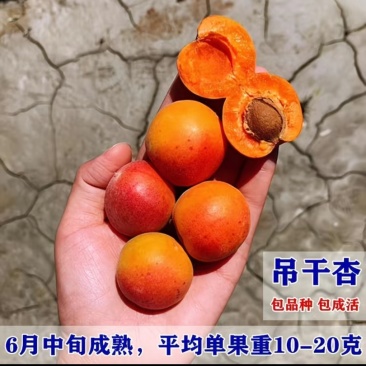 吊干杏，红梅杏，太平红杏苗预售中