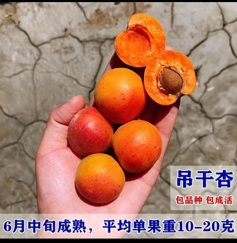 吊干杏，红梅杏，太平红杏苗预售中
