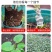 猕猴桃籽播及扦插实生苗/专业繁育，长期供应