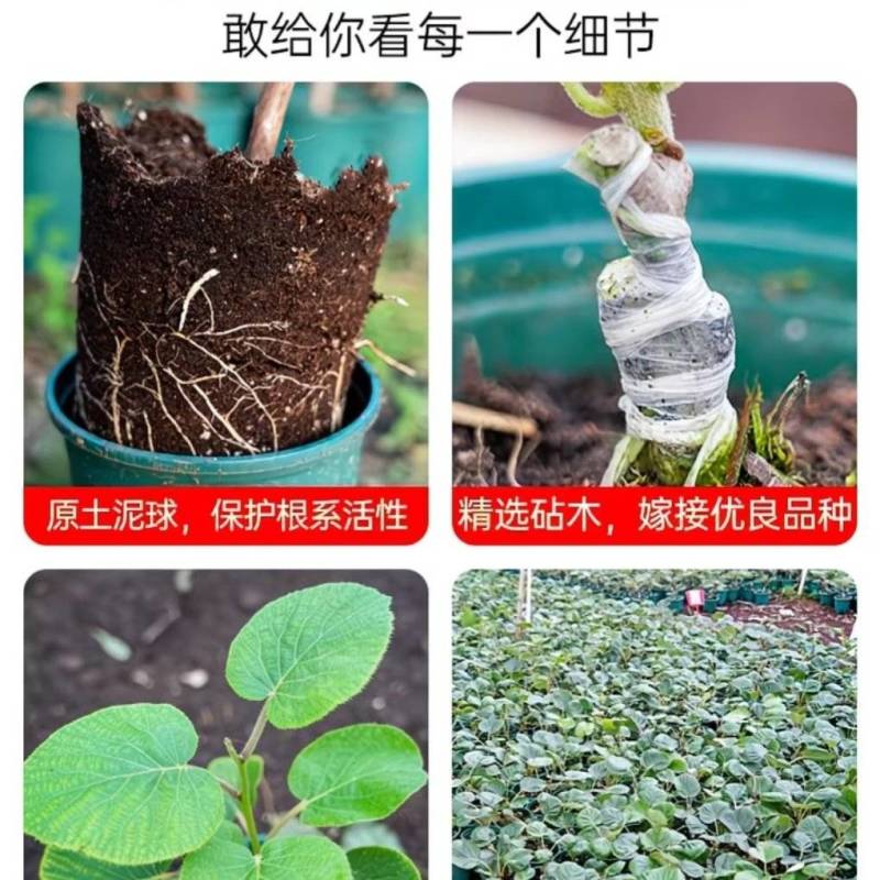 猕猴桃籽播及扦插实生苗/专业繁育，长期供应