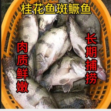 【大规格】斑鳜鱼桂花鱼长期鲜活捕捞鲜嫩高端美味桂鱼