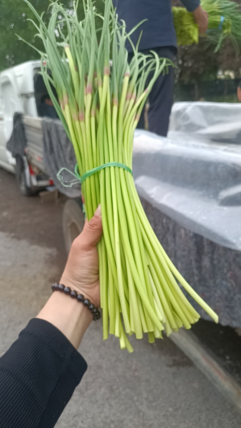 山东红帽蒜苔（薹）产地现摘质量保证可代发货长度30左右