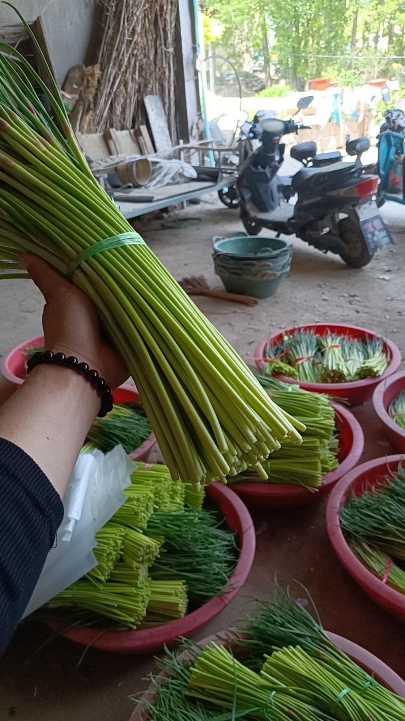山东红帽蒜苔（薹）产地现摘质量保证可代发货长度30左右