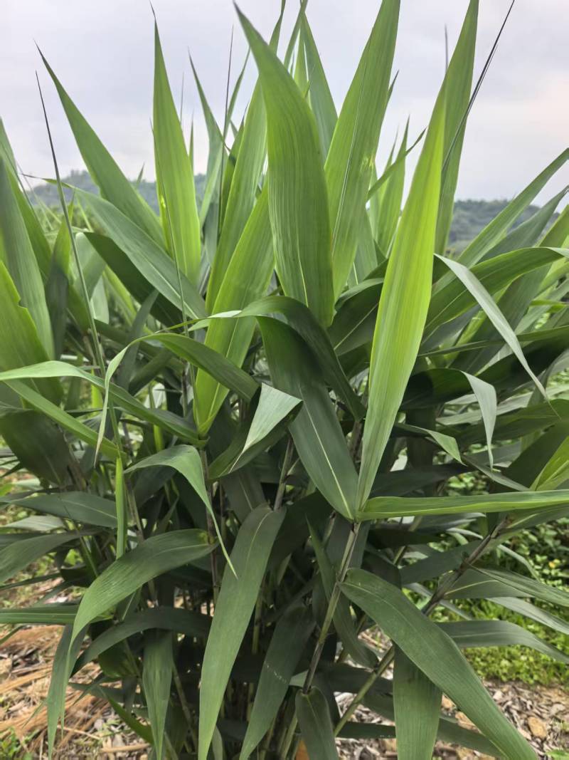 新鲜芒叶深山野生箬叶新鲜采摘端午包粽好粽叶