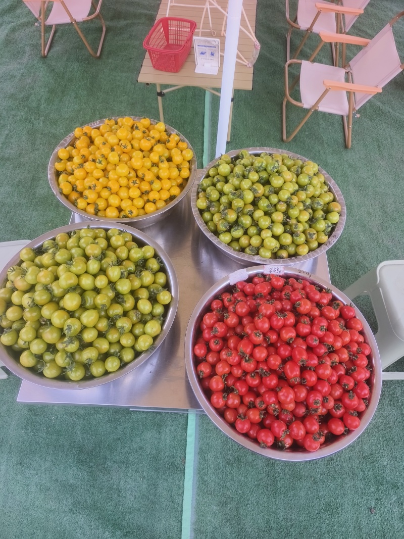 小番茄