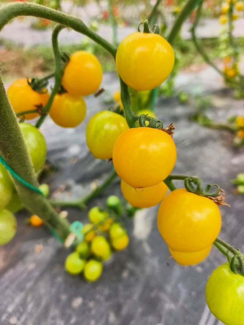 小番茄