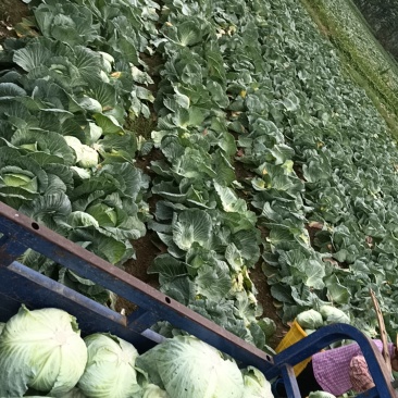 包菜