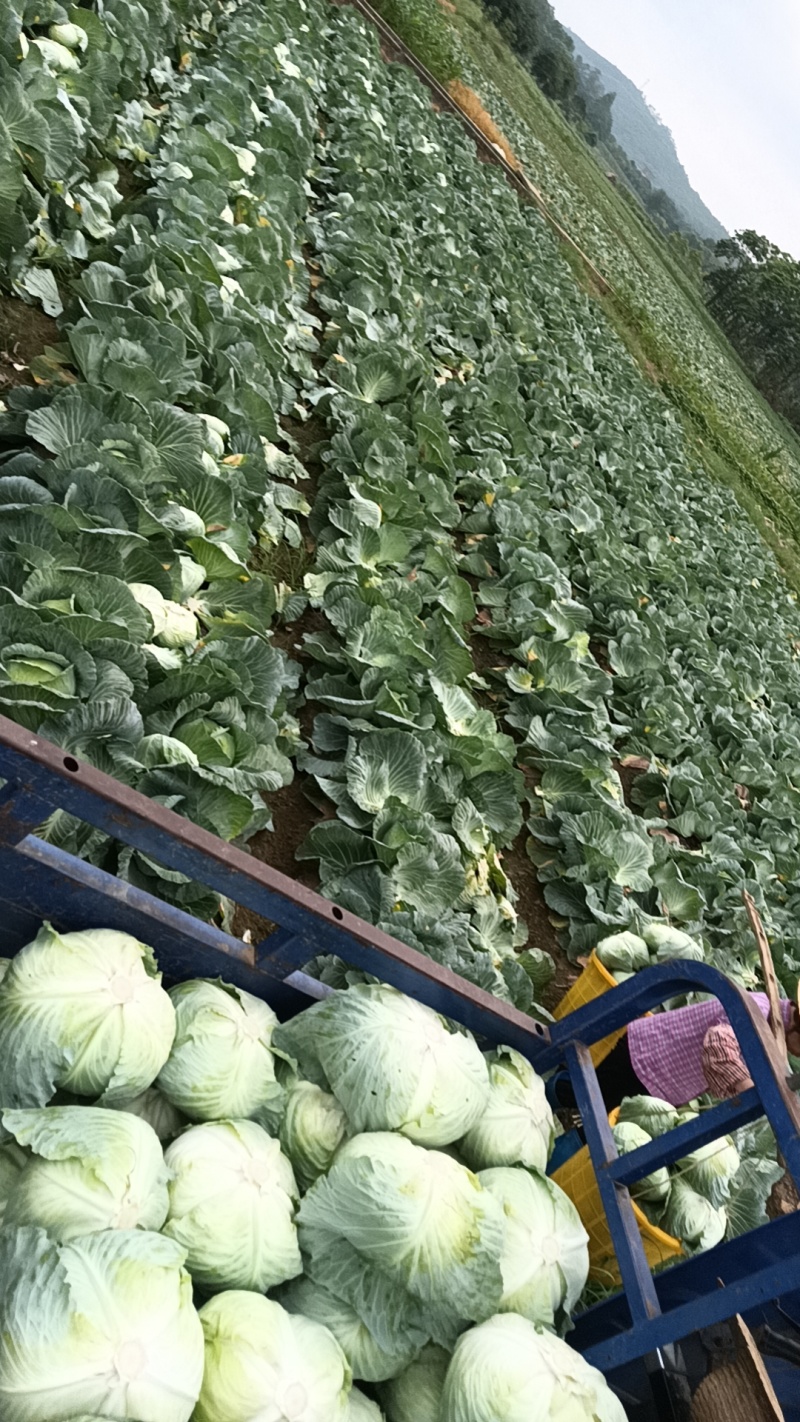包菜
