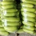 通货西葫芦，通货为主，价格便宜