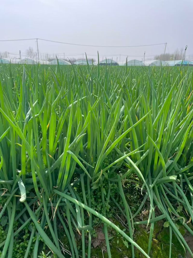 葱苗，分葱苗，价格合理，一手货源，品质保证，量大从优。