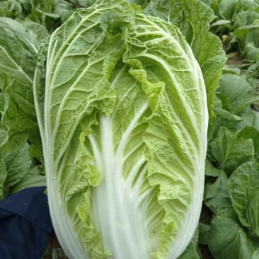 大棚黄蕊白菜大量上市，现釆现发，保证质量，无虫，无烧心。