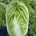 大棚黄蕊白菜大量上市，现釆现发，保证质量，无虫，无烧心。