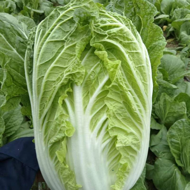 大棚黄蕊白菜大量上市，现釆现发，保证质量，无虫，无烧心。