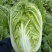 大棚黄蕊白菜大量上市，现釆现发，保证质量，无虫，无烧心。