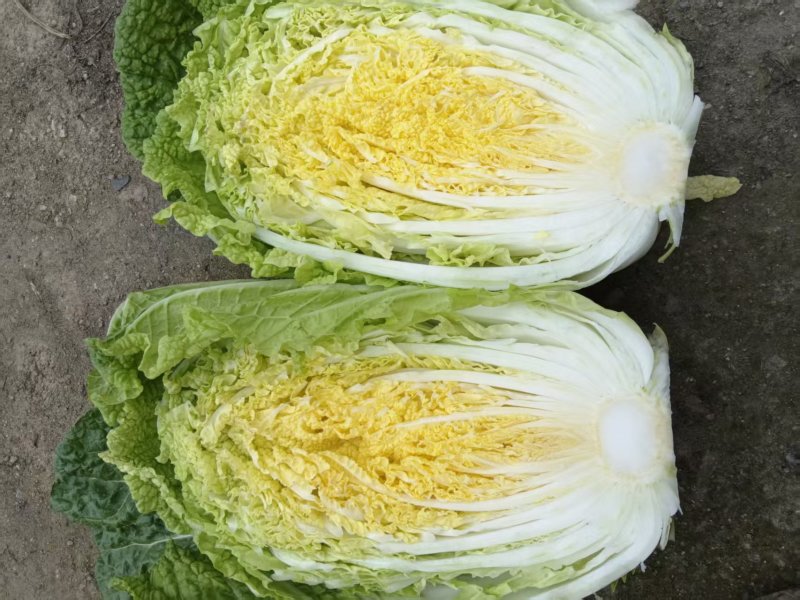 大棚黄蕊白菜大量上市，现釆现发，保证质量，无虫，无烧心。