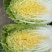 大棚黄蕊白菜大量上市，现釆现发，保证质量，无虫，无烧心。