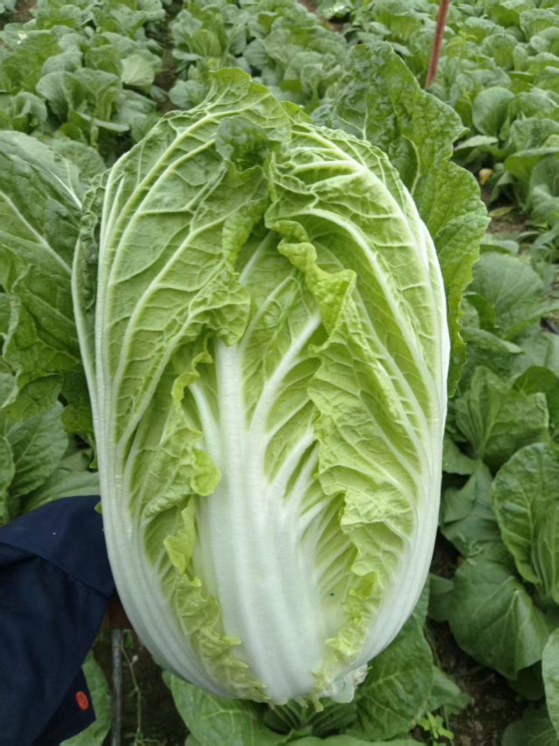 大棚黄蕊白菜大量上市，现釆现发，保证质量，无虫，无烧心。