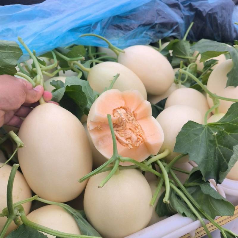 山东莘县红金蜜甜瓜大量上市了，脆甜可口，产地直供