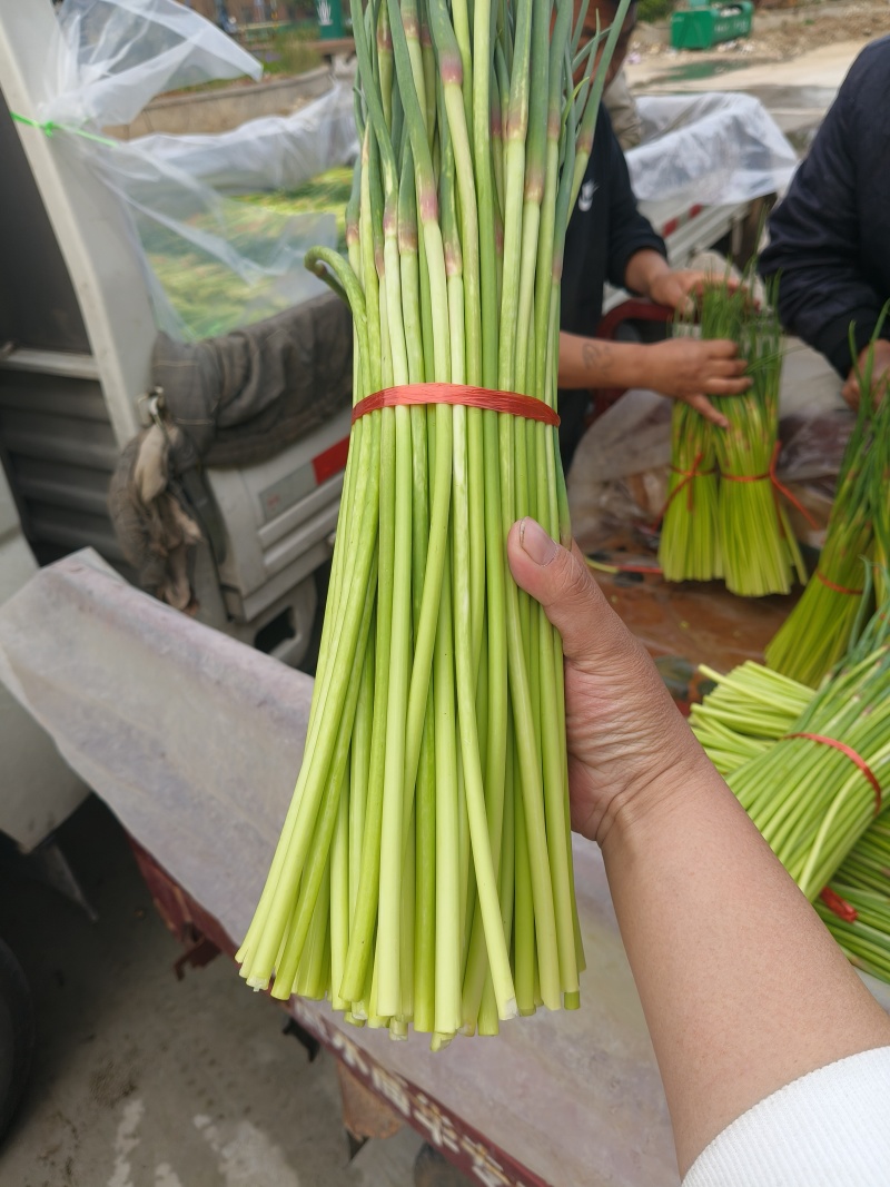新货新货平邑精品红帽蒜台品质优良价格实惠蒜台长度20以上
