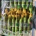 2.顶花带刺鲜黄瓜！本货站每日大量收售，通货/精品分级