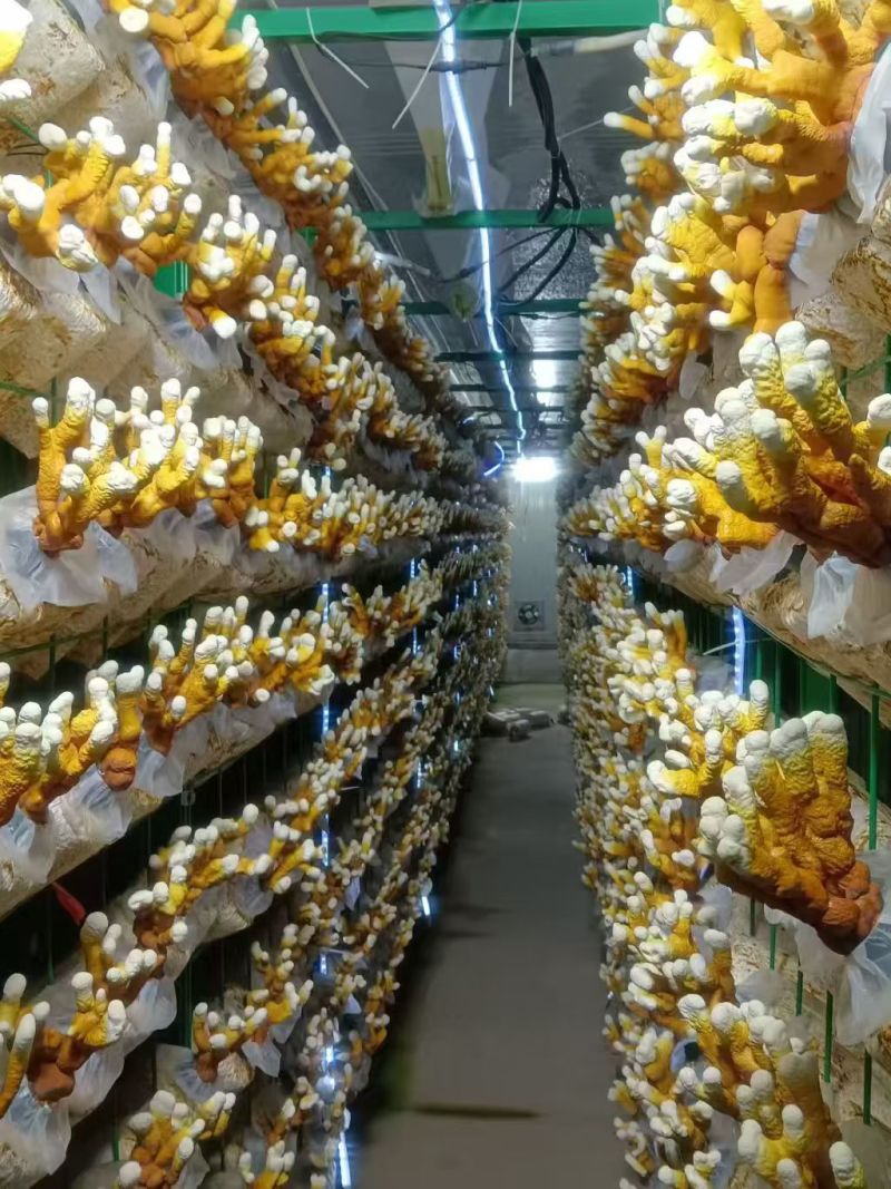 批发活体灵芝灵芝盆栽灵芝种苗