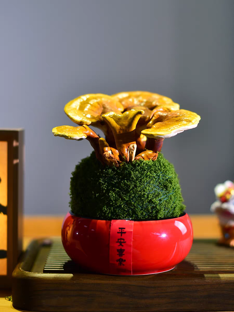 批发活体灵芝灵芝盆栽灵芝种苗