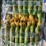 2.顶花带刺鲜黄瓜！本货站每日大量收售，通货/精品分级