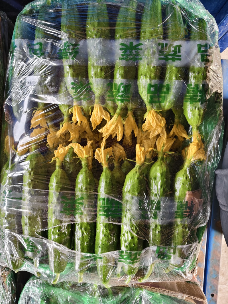 2.顶花带刺鲜黄瓜！本货站每日大量收售，通货/精品分级