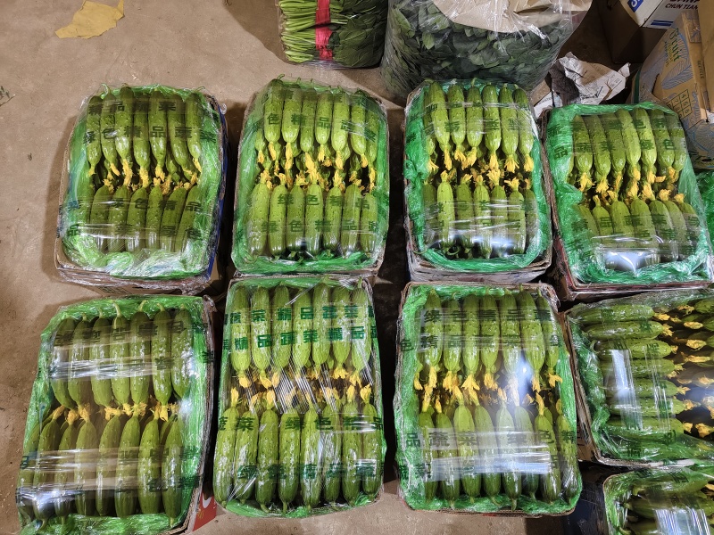 2.顶花带刺鲜黄瓜！本货站每日大量收售，通货/精品分级