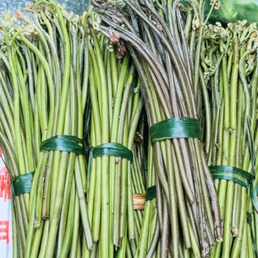 野生蕨菜