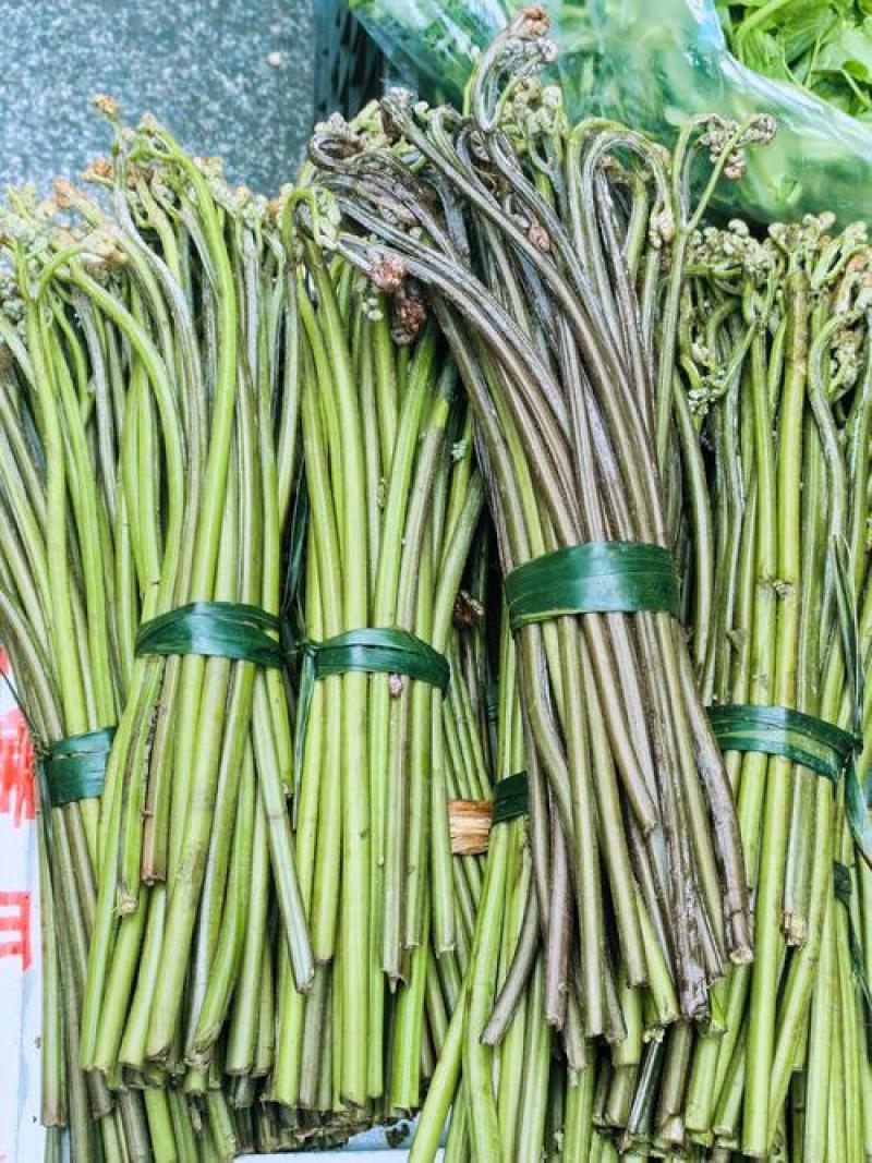野生蕨菜