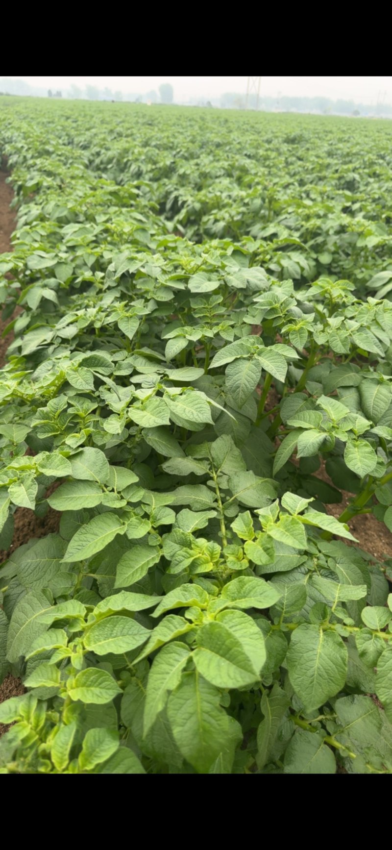 土豆种植基地，需要的老板看过来