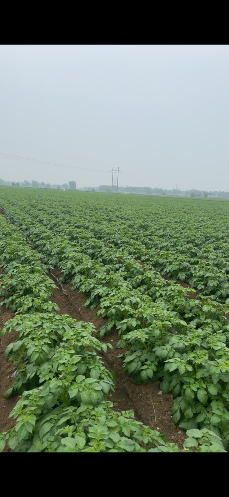 土豆，沃土实验一种植基地，需要的老板看过来啦