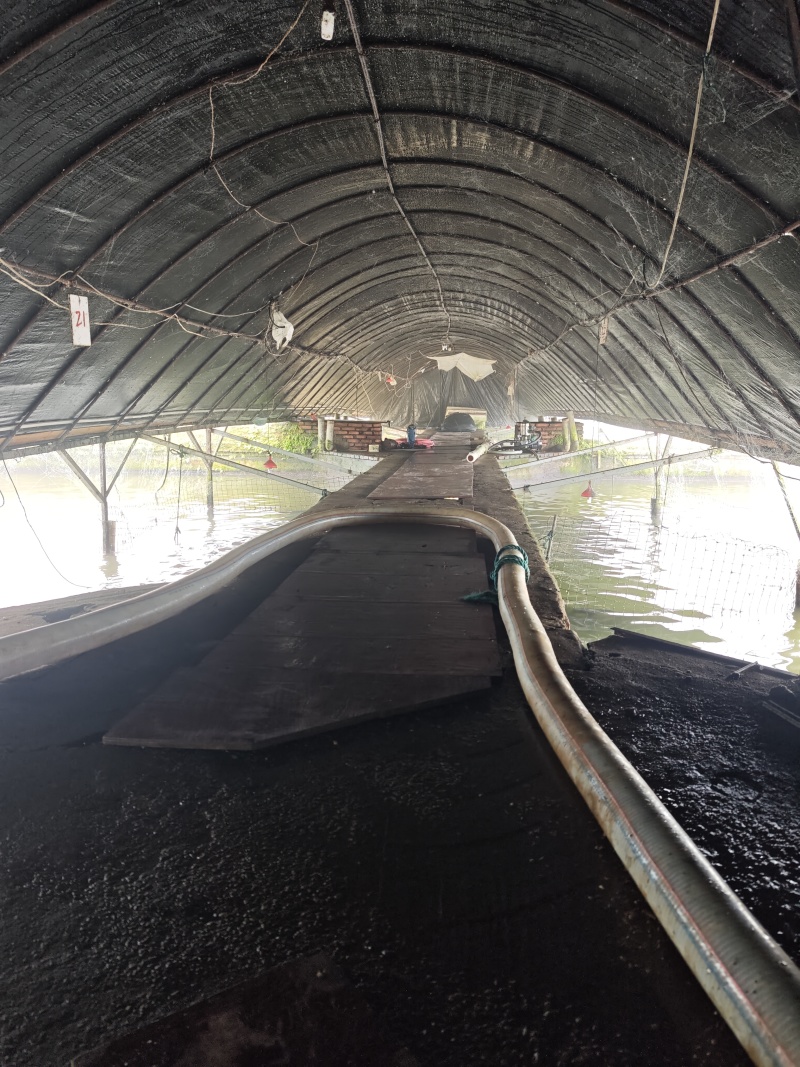 鳗鱼苗10-35cm规格齐全现货直发低价厂家批发