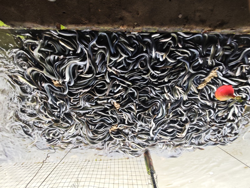 鳗鱼苗10-35cm规格齐全现货直发低价厂家批发