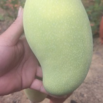 海南热水果金煌芒