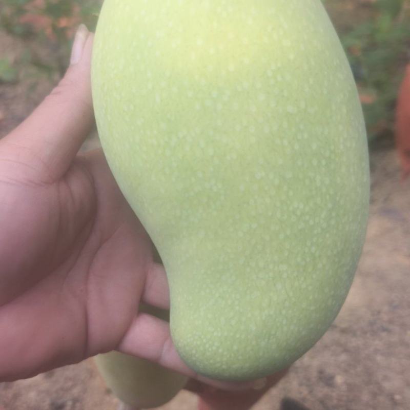 海南热水果金煌芒