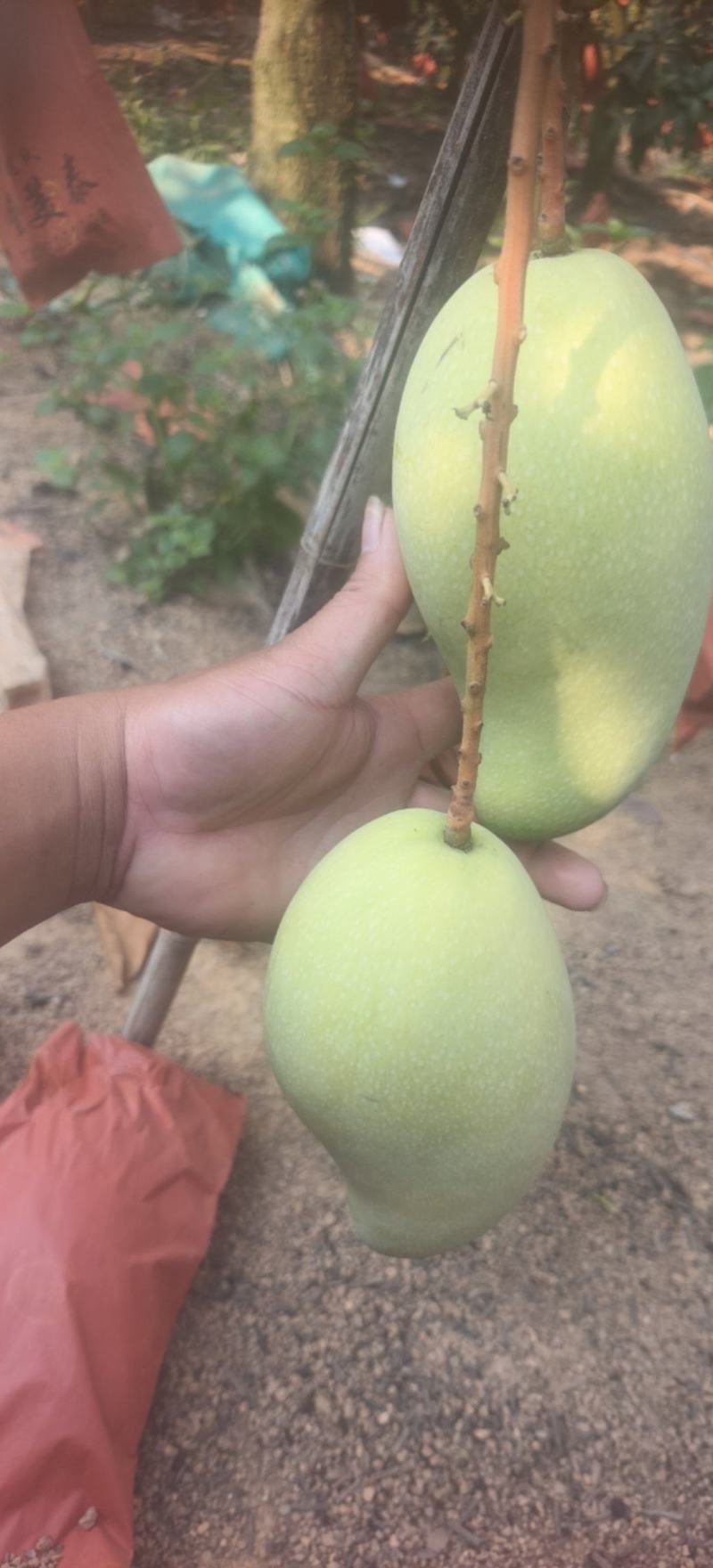 海南热水果金煌芒