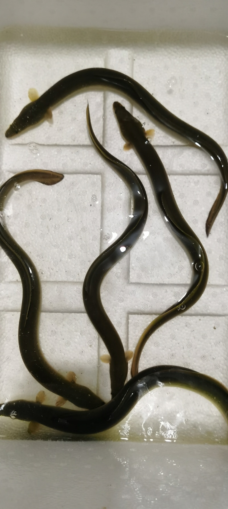 鳗鱼苗10-35cm规格齐全现货直发低价厂家批发