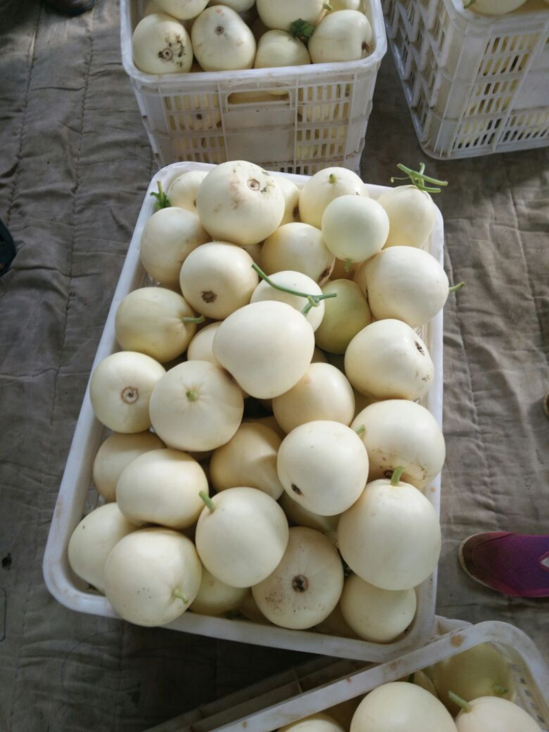 伊丽莎白甜瓜安徽小白瓜白玉甜瓜货源稳定代收代发全国