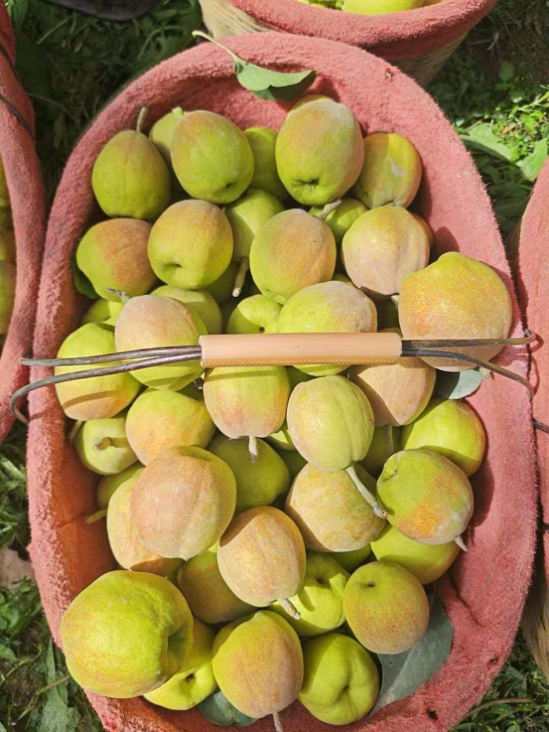 库尔勒香梨