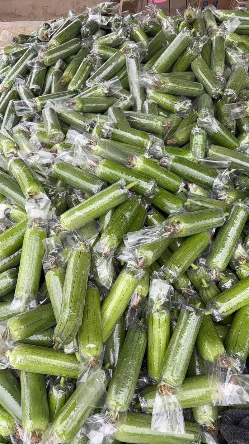 油皮丝瓜大量供应货源充足价格美丽欢迎来电咨询