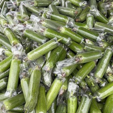 【推荐】油皮丝瓜大量接单产地直发量大从优欢迎来电