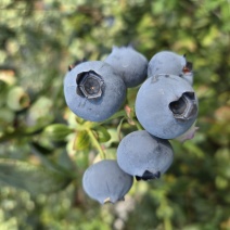 丹东蓝莓L11蓝莓鲜果出口俄罗斯大货供应蓝莓加工仓产地直