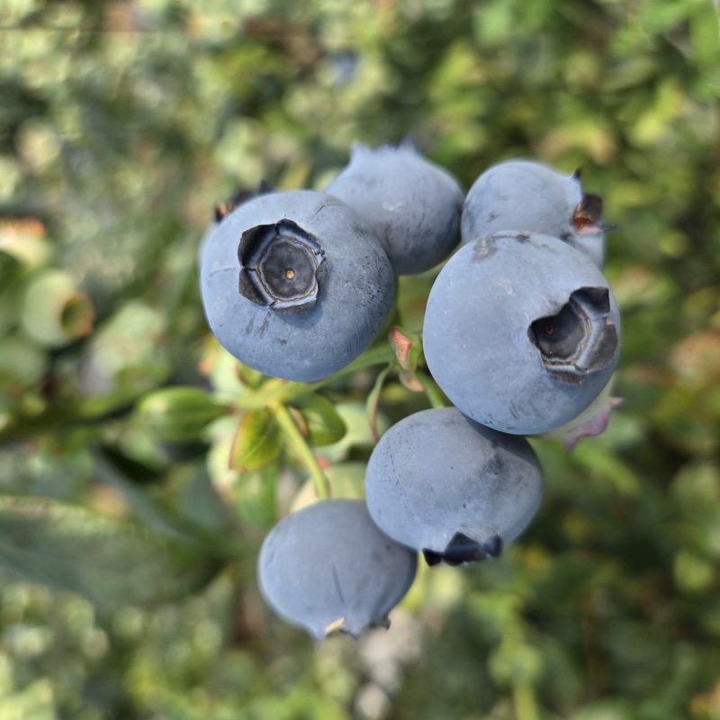 丹东蓝莓L11蓝莓鲜果出口俄罗斯大货供应蓝莓加工仓产地直