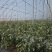 丹东蓝莓L11蓝莓鲜果出口俄罗斯大货供应蓝莓加工仓产地直