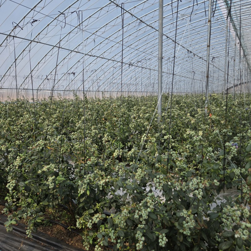 丹东蓝莓L11蓝莓鲜果出口俄罗斯大货供应蓝莓加工仓产地直