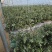 丹东蓝莓L11蓝莓鲜果出口俄罗斯大货供应蓝莓加工仓产地直